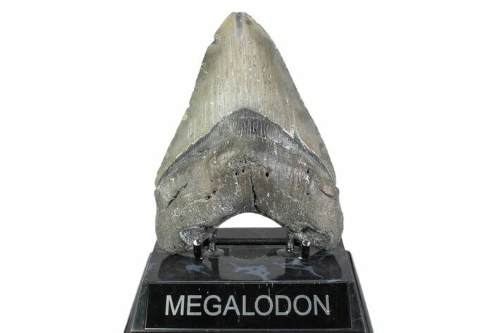 Serrated, Fossil Megalodon Tooth - North Carolina #384107